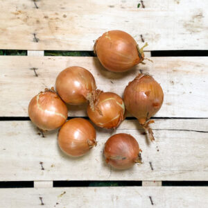 zwiebeln-braun